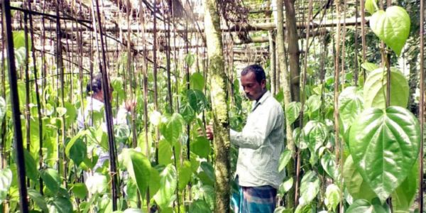 বাণিজ্যিক পান চাষে আগ্রহ হারাচ্ছেন কৃষকেরা